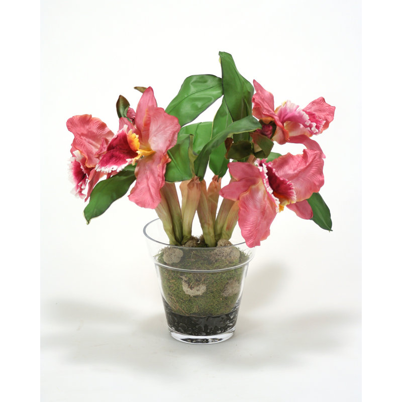 Arrangement floral orchidée cattleya dans un pot de verre, Rose