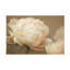Art sur toile, pivoine bolaire, Jennie Marie Schell-104137571