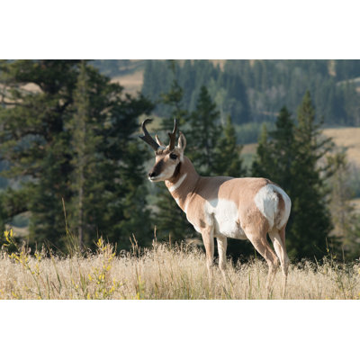 " Pronghorn Walking In Grass " by Davidhoffmannphotography
