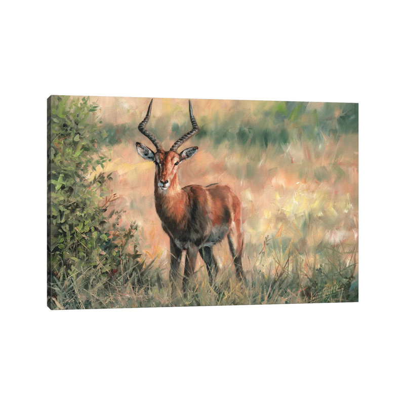 Impala by David Stribbling - Wrapped Canvas Gallery-Wrapped Canvas Giclée, 45.72 cm H  x 66.04 cm W