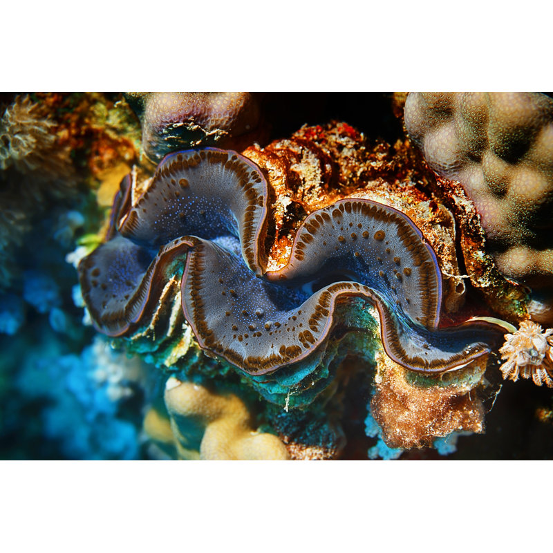 Giant Clam by Ultramarinfoto - No Frame Art Prints on Canvas, 81cm H x 122cm W