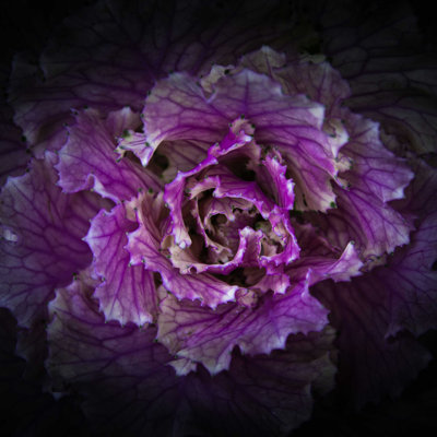 «Flowering Choux» par Brian Carson - reproduction d'art sur toile tendue