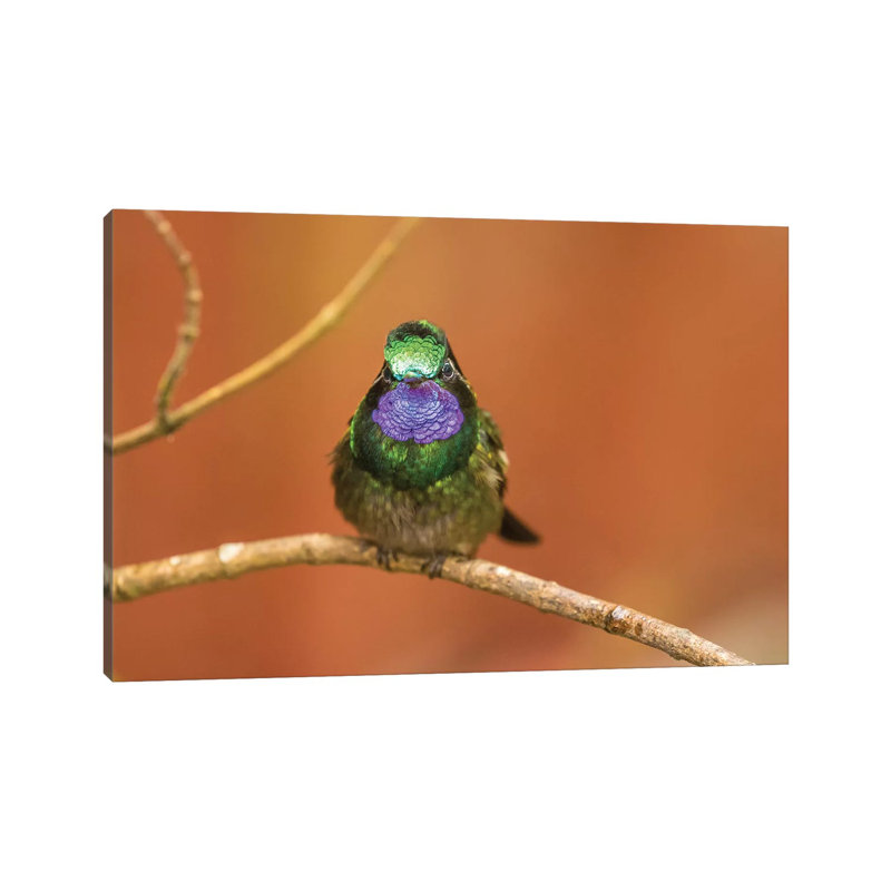 Costa Rica, Monte Verde Cloud Forest Reserve. Male Purple-Throated Mountain Gem Close-up. by Jaynes Gallery - Wrapped Canvas Print