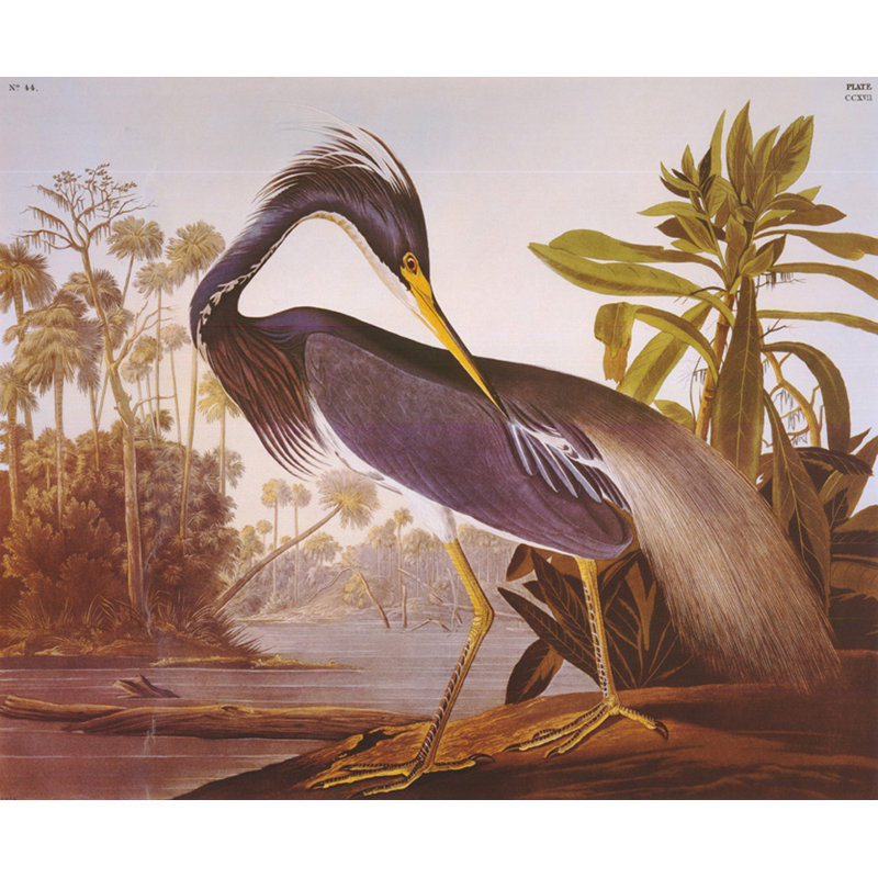 Louisiana Heron