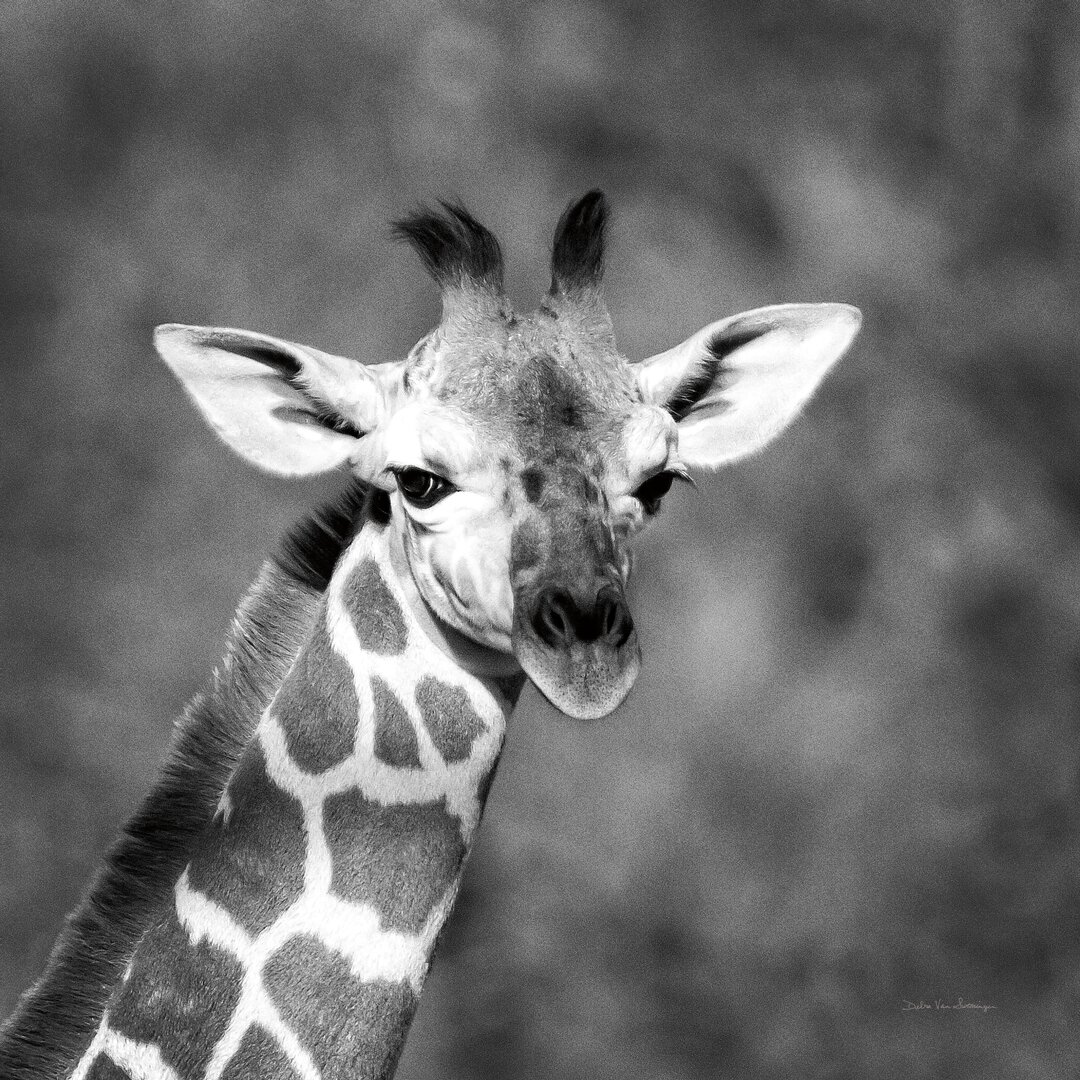 Fotodruck Little Guy von Debra Van Swearingen