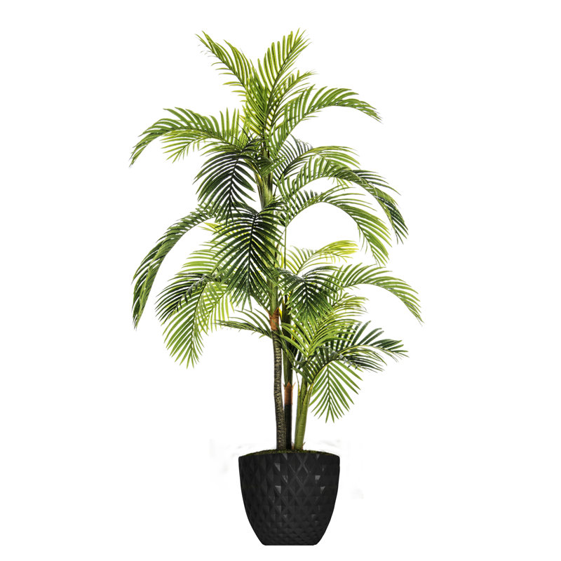 Palmier de Panama Panama en pot