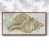 Noyer