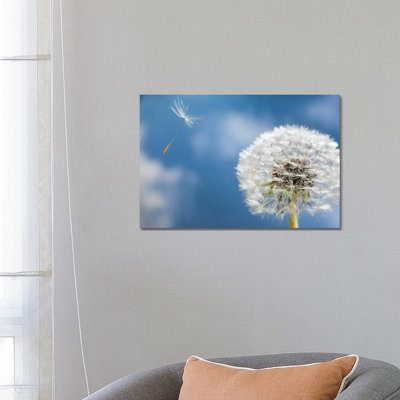 Dandelion Seed Being Dispersed By Wind, Oregon - Wrapped Canvas Print