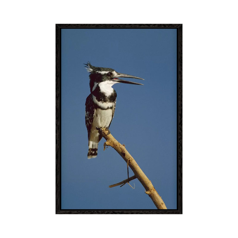 Pied Kingfisher Calling, Kenya by Tim Fitzharris - Gallery-Wrapped Canvas Giclée on Canvas, 66.04 cm H x 45.72 cm W