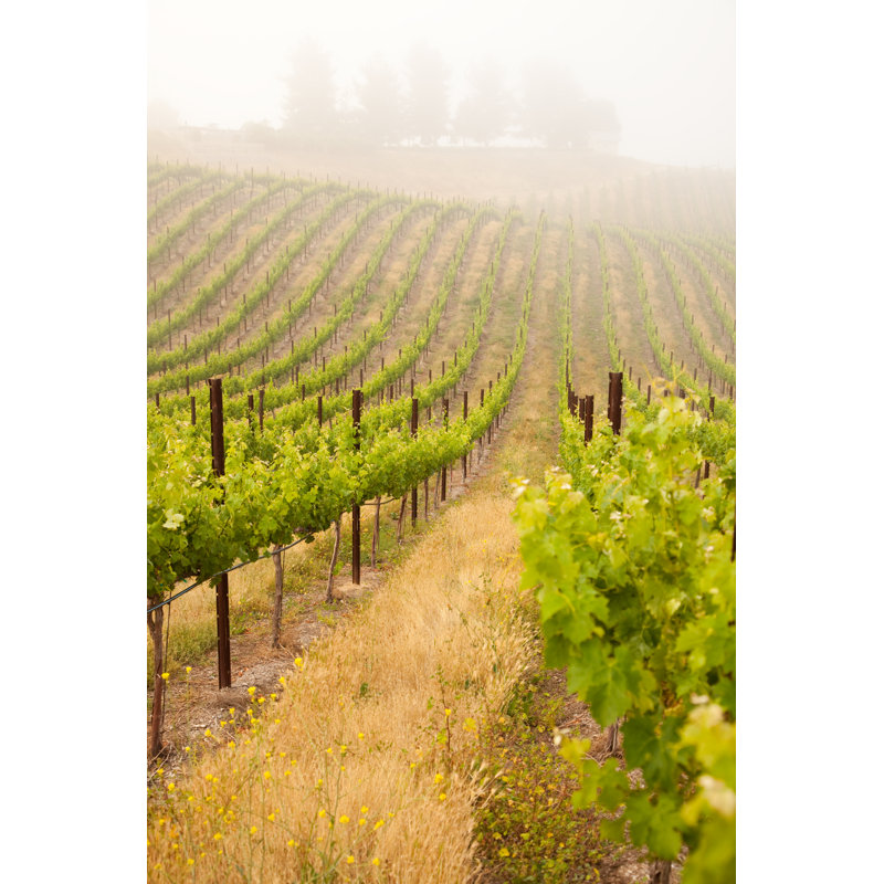 Lush Grape Vineyard by Feverpitched - Wrapped Canvas Print, 46cm H x 30cm W x 3.8cm D