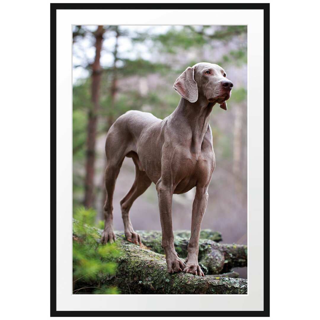 Gerahmtes Poster Edler Weimaraner im Wald