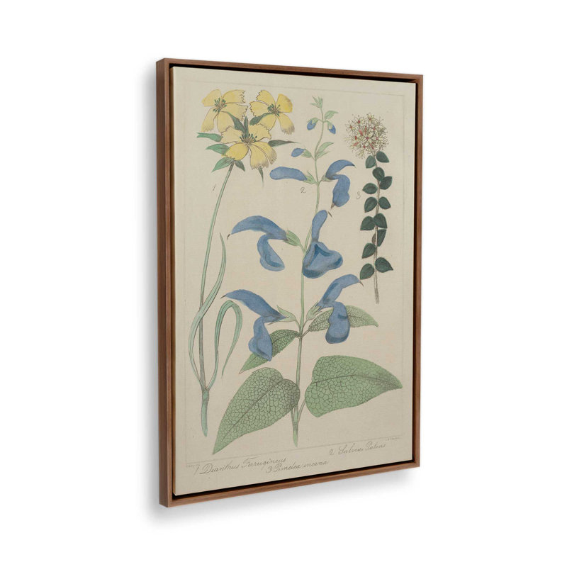 Salvia Florals II, reproduction d'art sur toile, Brun, Cadre flottant, H 12 po x l 8 po