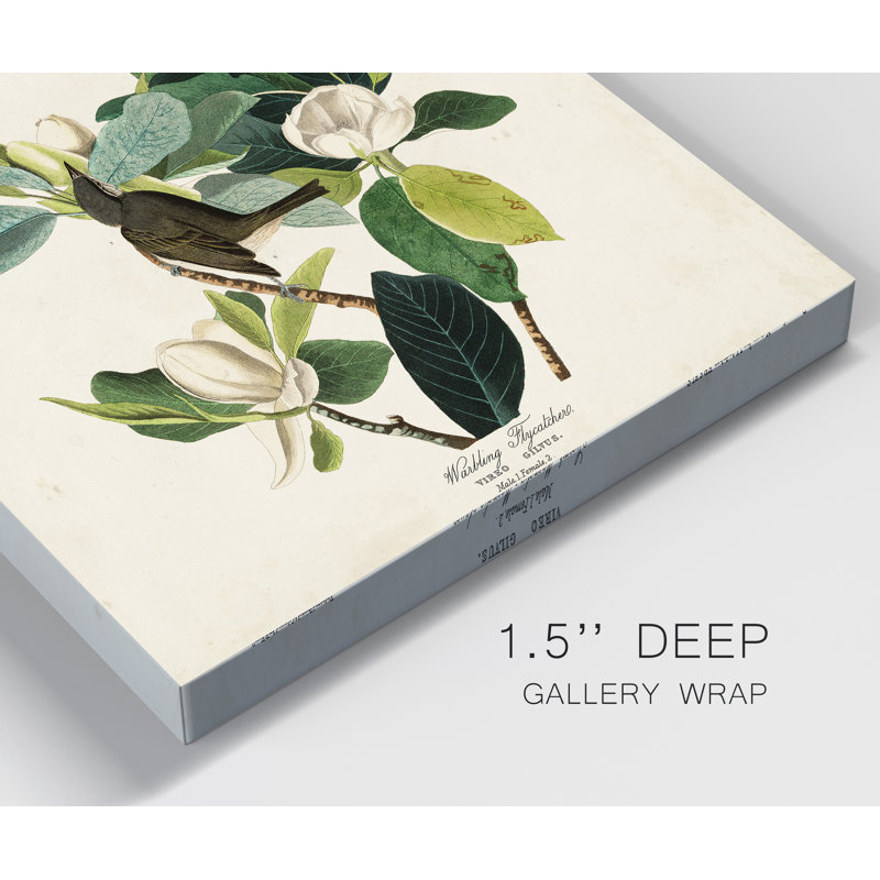 «Pl 118 Warbler Flycatcher», reproduction d'art sur toile, H 12 po x l 8 po x P 1 po