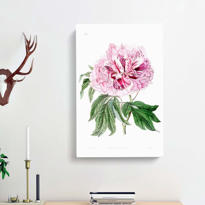 Pink Tree Peony Flower - Wrapped Canvas, 50cm H x 35cm W x 3cm D
