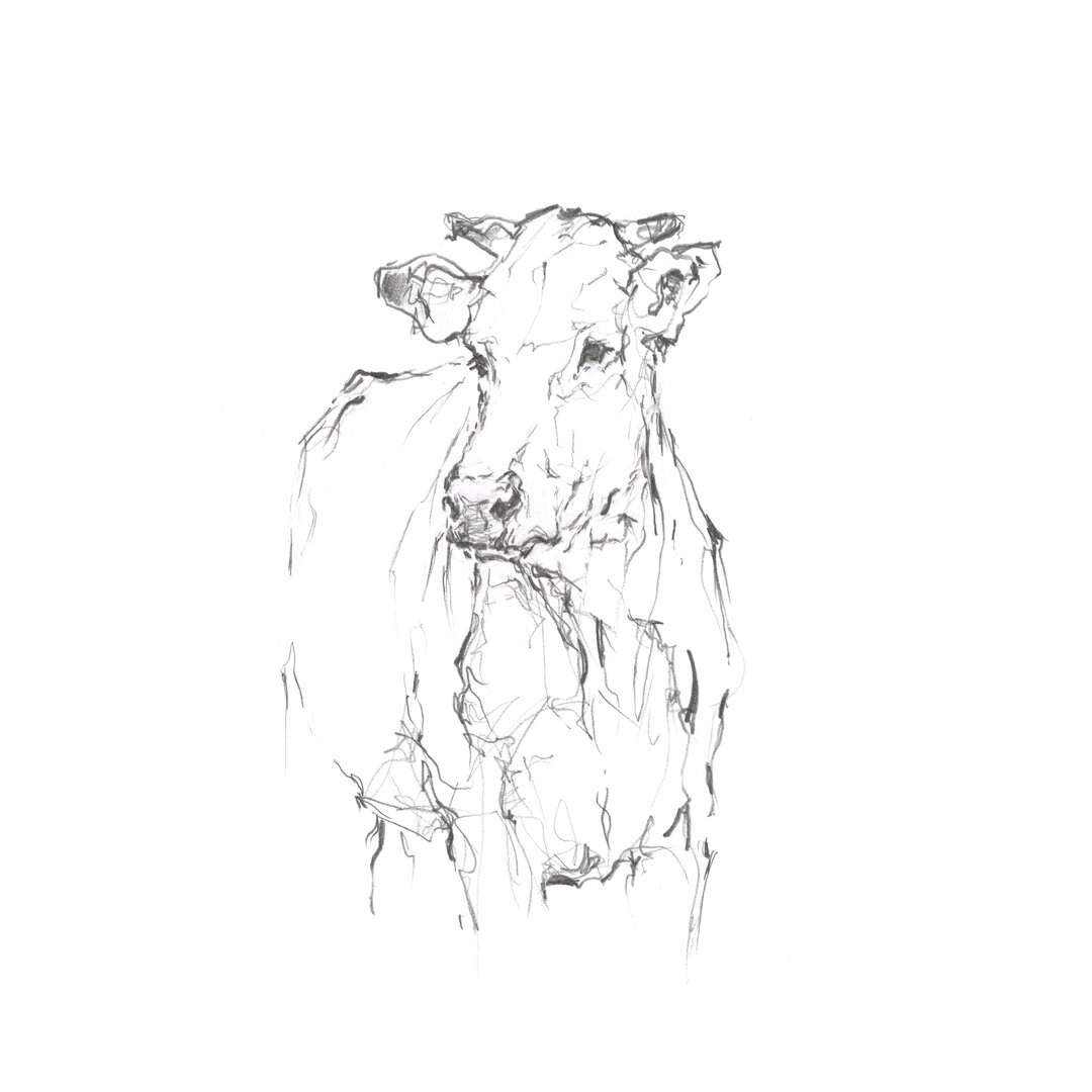 Leinwandbild Bovine Quick Study II