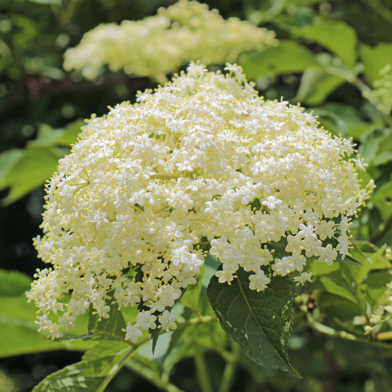 Bayman Elder Flower - imprimé, H 12 po x l 12 po