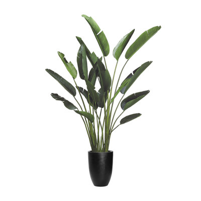 Cape Town 96 Plant