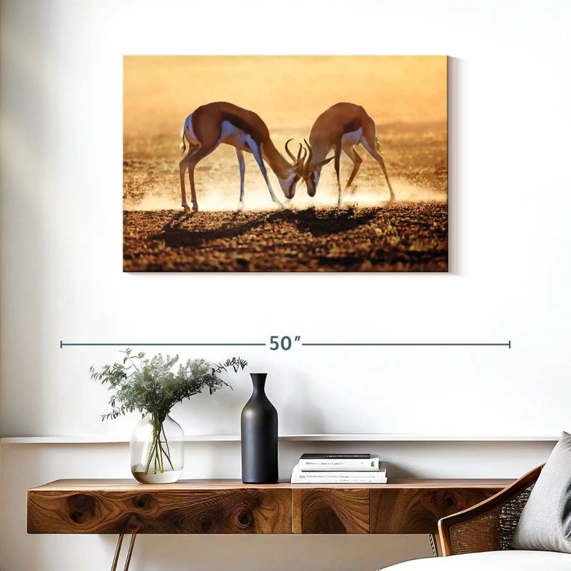 Brampt Antelope Springbok Duel, 24" H x 36" W