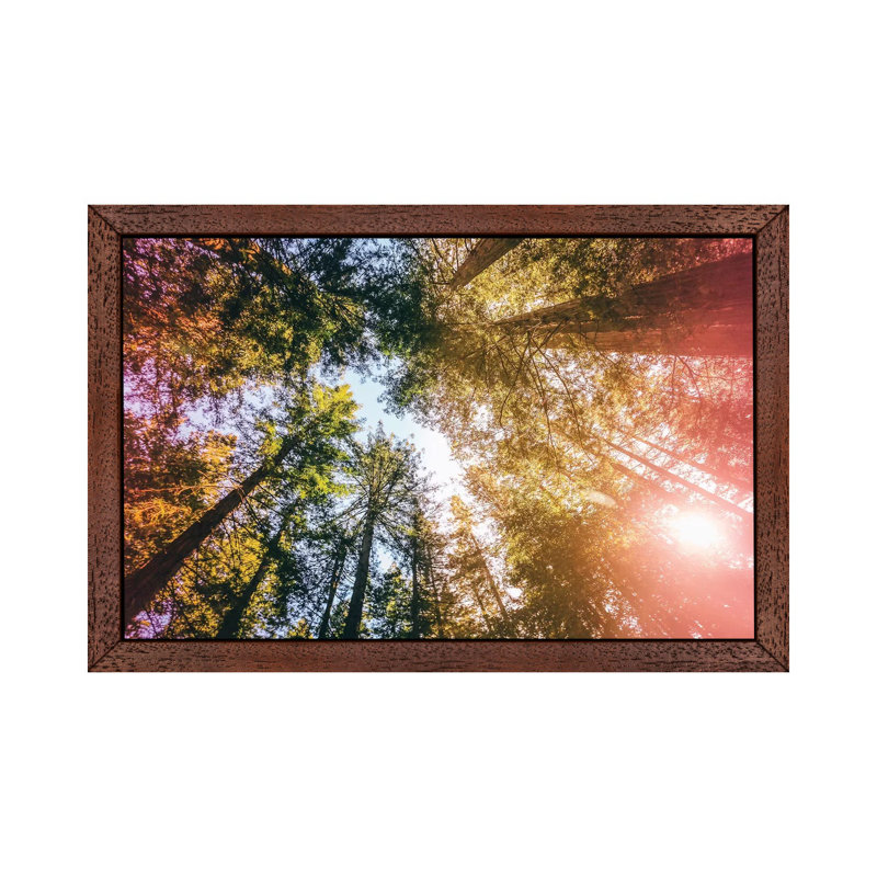 California Redwoods, Sun-Rays, and Sky 1 Piece Floater Frame Wall Art on Canvas, 101.6 cm H x 66.04 cm W, Brown Framed