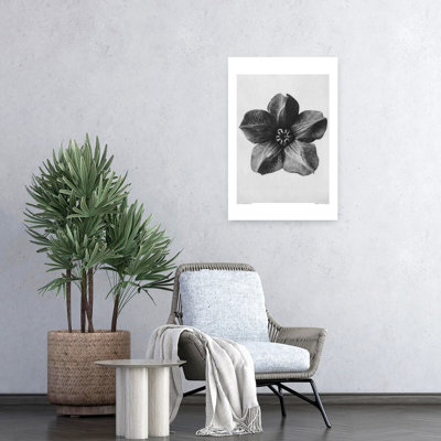 «Cobaea Scandens», impression d'art rétro fleur rétro