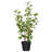 24" Artificial Variegated Triangle Ficus Potted