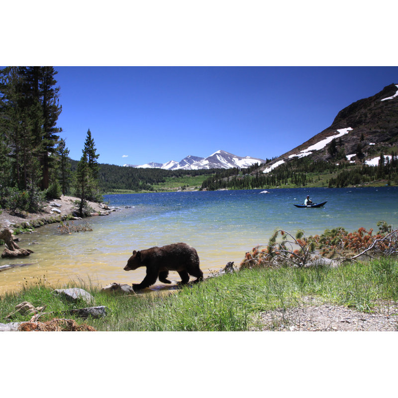Black Bear - Wrapped Canvas Print, 20cm H x 30cm W x 3.8cm D