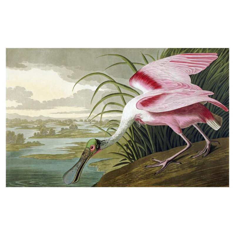 «Spatule rosée» par John James Audubon - estampe numérique, H 32 po x l 40 po