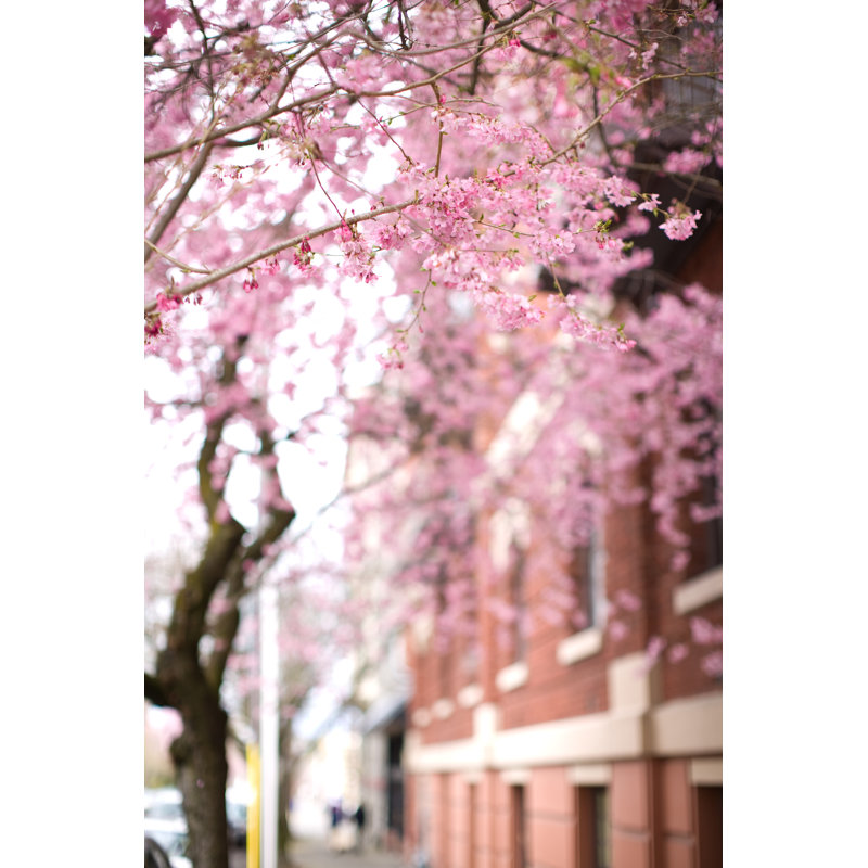 Cherry Blossoms - Wrapped Canvas Print, 46cm H x 30cm W