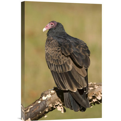 " Turkey Vulture "
