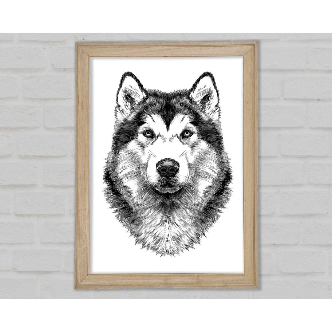 Husky Wolf - Einzelner Bilderrahmen Kunstdrucke