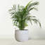 Plant Support-1689259708