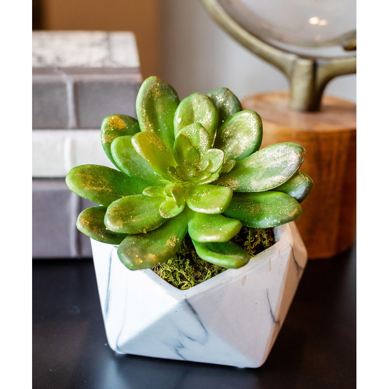 Vase succulent