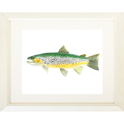 " Trout "