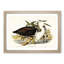 Pacific Herons by Elizabeth Gould - Framed Print-55578071-55578072