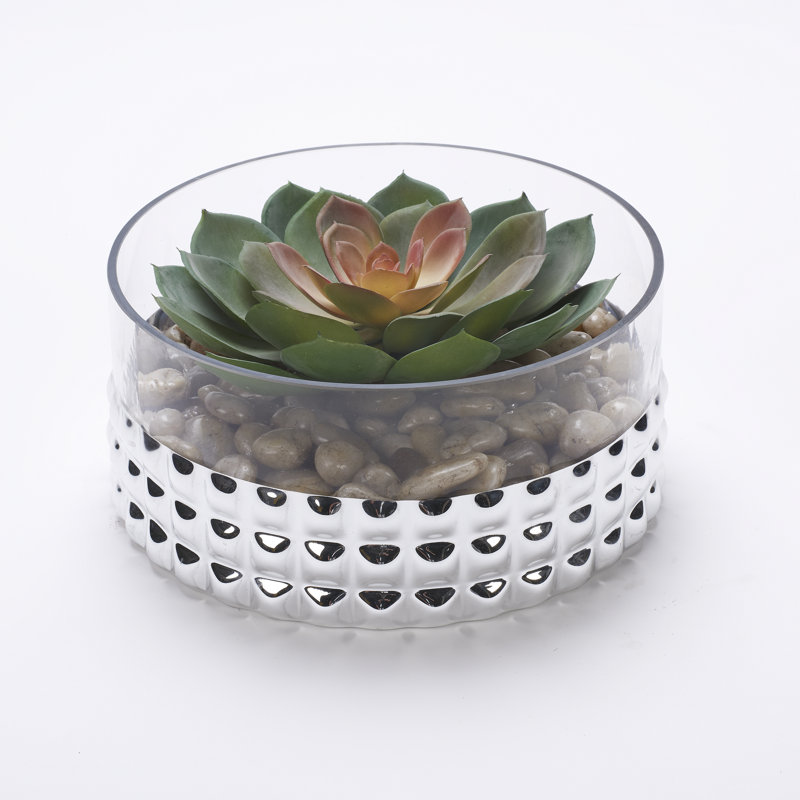 Grand Echeveria rose dans un bol en verre