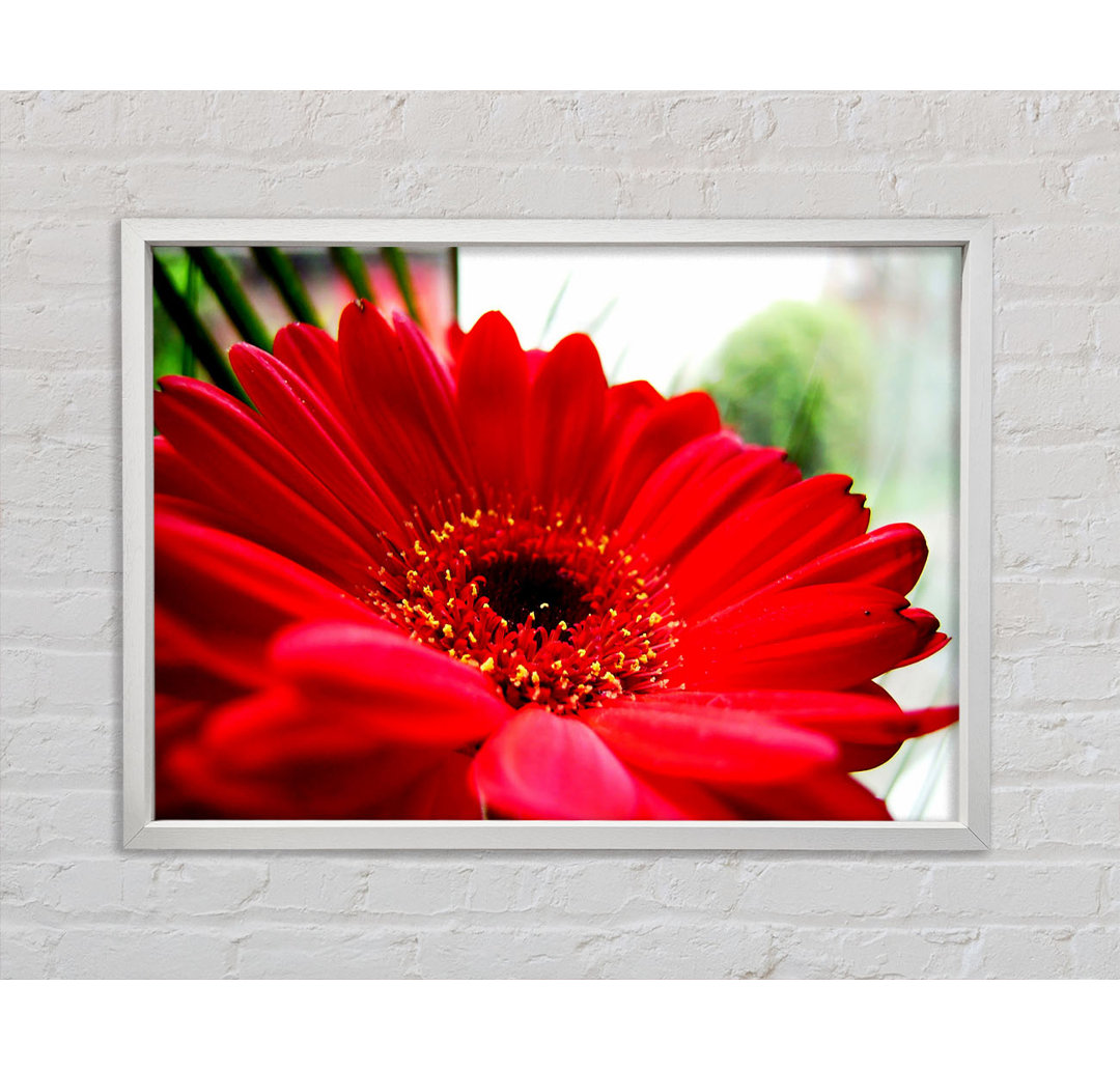 Cerise Gerbera Beauty - Einzelner Bilderrahmen Kunstdrucke auf Leinwand