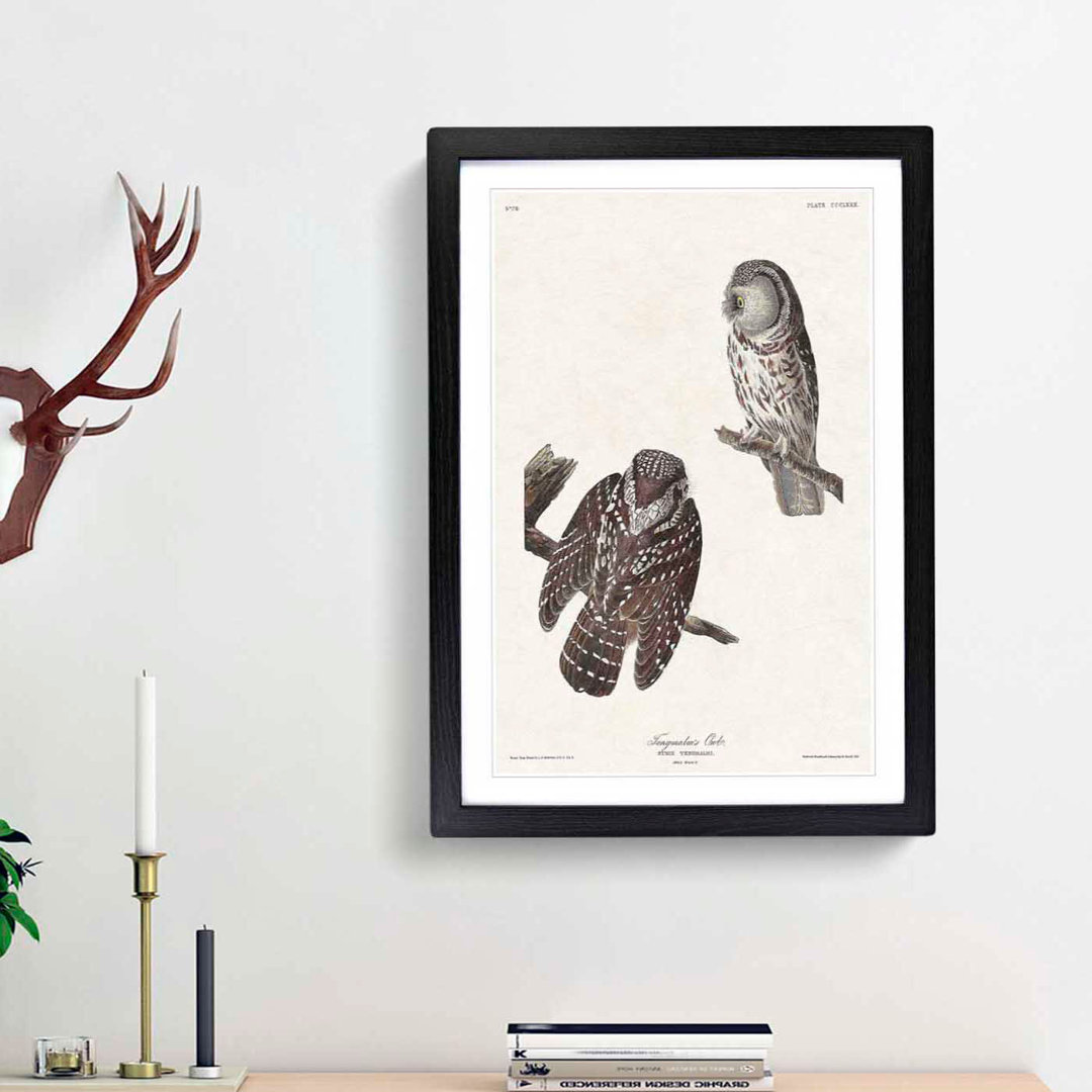 Tenmalms Owls by John James Audubon - Framed Print