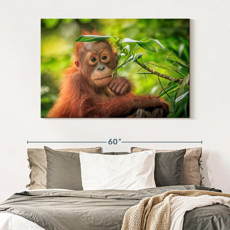 Leaf Munching Orangutan, 34" H x 51" W