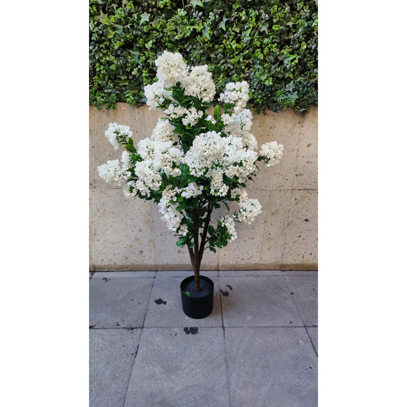 Lilas blanc extérieur / intérieur