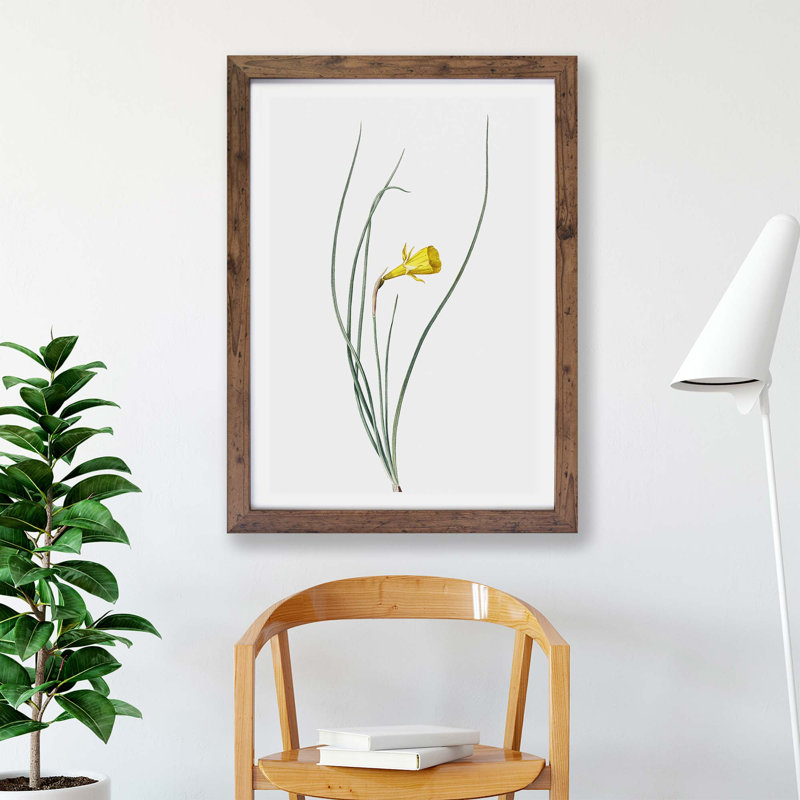 Daffodil by Pierre-Joseph Redoute - Framed Print, 33cm H x 45cm W x 2cm D, Walnut