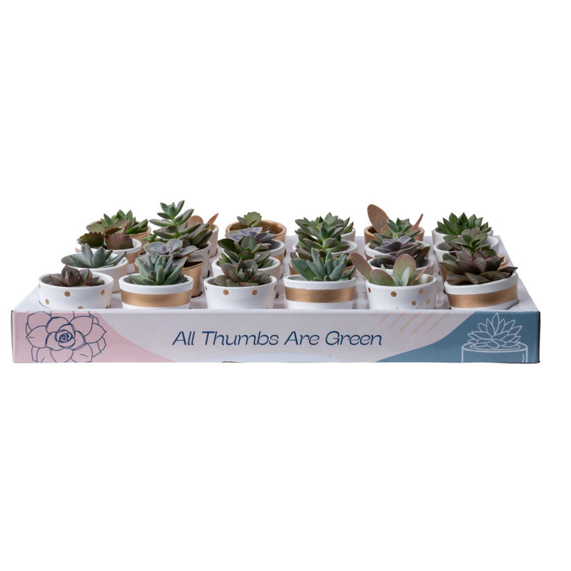 24 Piece Costa Farms Live Mini Succulent Low Maintenance Plant in Ceramic Planter