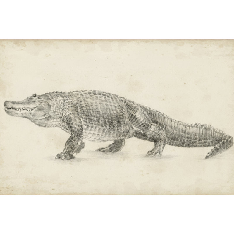 «Alligator S croquis» par Ethan Harper - reproduction de dessin sur toile tendue, H 24 po x l 36 po
