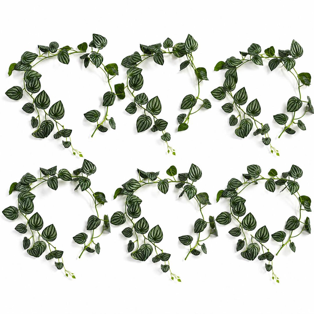 Watermelonx6 160cm Plant