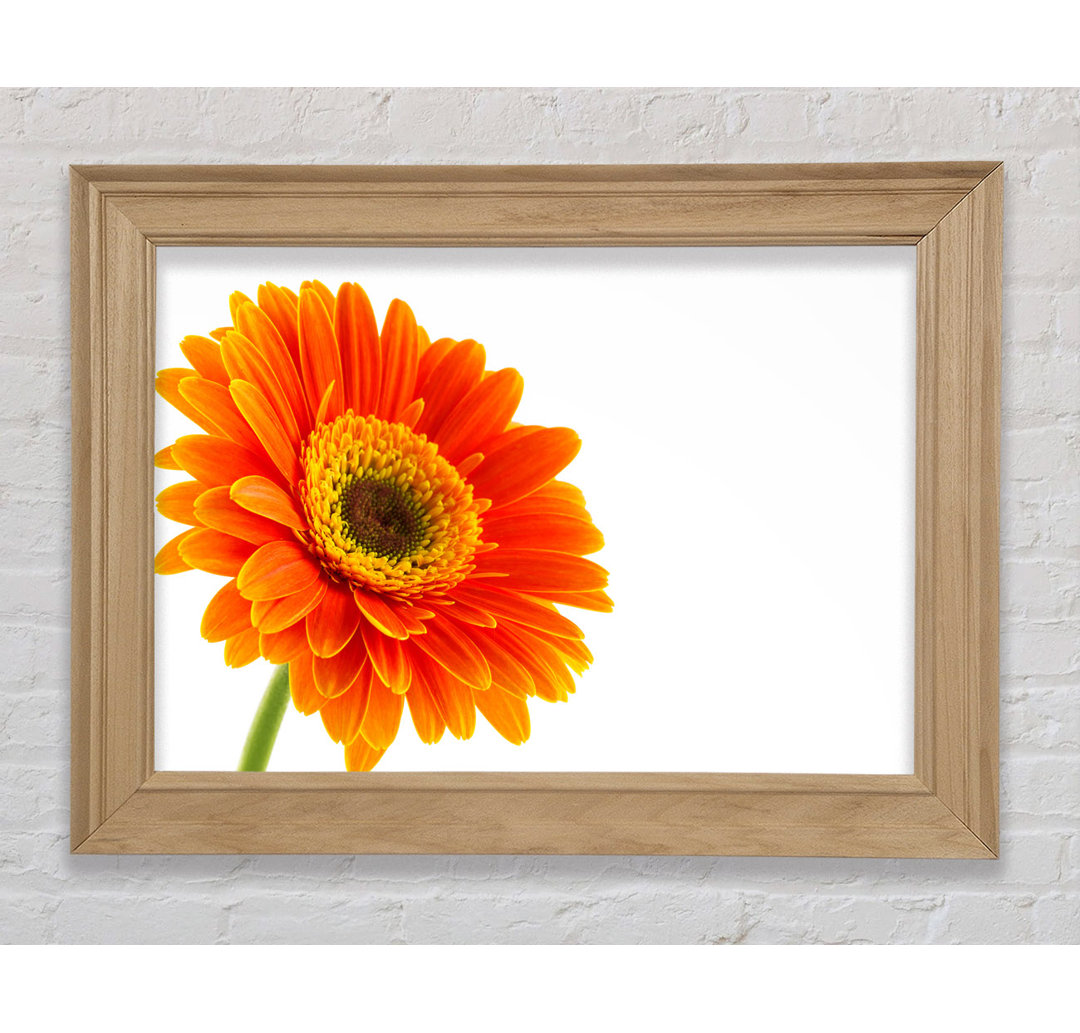 Gorgeous Orange Gerbera - Einzelner Bilderrahmen Kunstdrucke