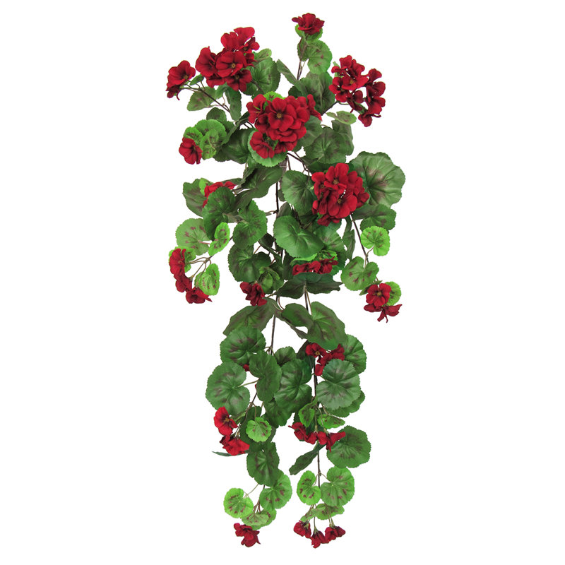 Buisson de géranium suspendu, Rouge / vert