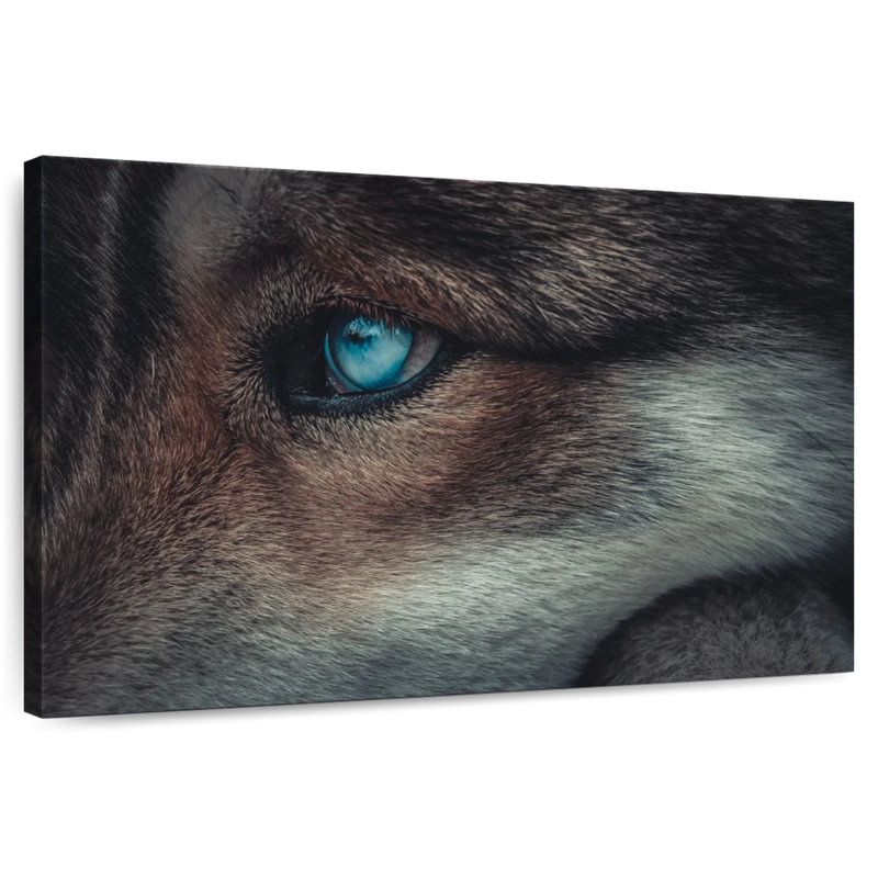 Loup aux yeux bleus