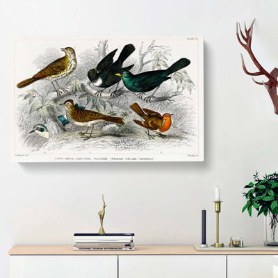 Collection Of Birds PL. 58 by Oliver Goldsmith - Wrapped Canvas Painting