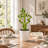Spiral Lucky Bamboo