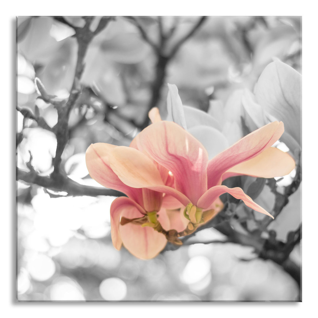 Glasbild "Magnolienblüten im Frühling"