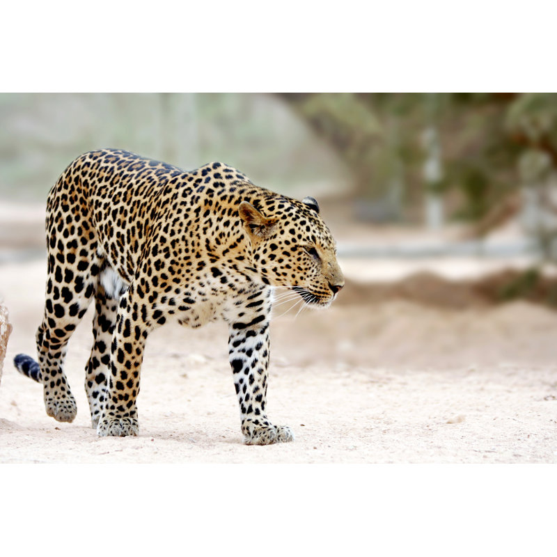 Leopard par Skynesher, H 8 po x l 12 po
